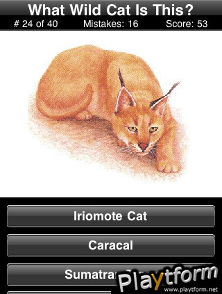 A Wild Cats Quiz (iPhone/iPod)
