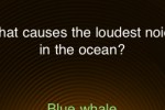Quizzical (iPhone/iPod)