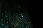 Summoner (PC)