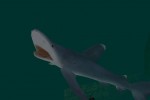 Shark! Hunting the Great White (PC)