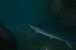 Shark! Hunting the Great White (PC)