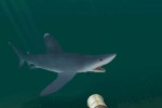 Shark! Hunting the Great White (PC)