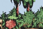 Donkey Kong Country (Game Boy Color)