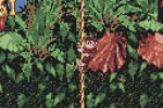 Donkey Kong Country (Game Boy Color)