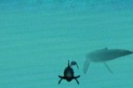 Ecco the Dolphin: Defender of the Future (Dreamcast)