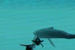 Ecco the Dolphin: Defender of the Future (Dreamcast)
