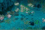 Submarine Titans (PC)
