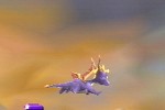 Spyro 2: Ripto's Rage! (PlayStation)