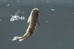Bass Rise (PlayStation)