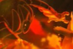 Tail Concerto (PlayStation)