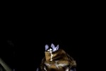 Legacy of Kain: Soul Reaver (PlayStation)