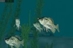 In-Fisherman Bass Hunter 64 (Nintendo 64)