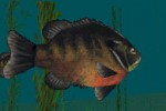 In-Fisherman Bass Hunter 64 (Nintendo 64)