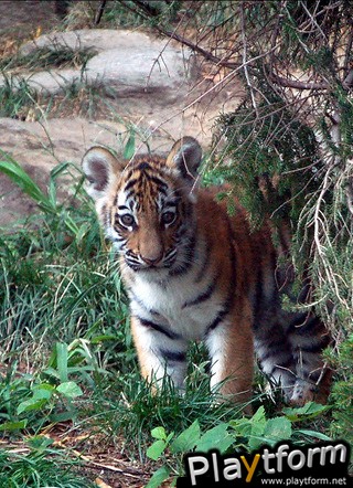 Toddler Zoo Free (iPhone/iPod)