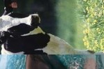 Animal Mixer (iPhone/iPod)