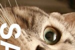 NekoIjiri (iPhone/iPod)