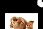 SwipeHead (iPhone/iPod)