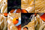 SlideMe:Fish (iPhone/iPod)