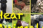 Hear Animals (iPhone/iPod)