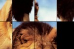 Slide Me:Animals (iPhone/iPod)