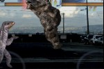 Grizzly (iPhone/iPod)
