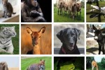 First Animals (iPhone/iPod)