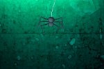 Spider Trip (iPhone/iPod)