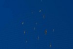Sovereign (PC)