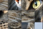 PhotoTiles (iPhone/iPod)