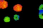 Germs (iPhone/iPod)